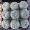 Buy Peyote Buttons