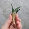 Ariocarpus Retusus Seedling