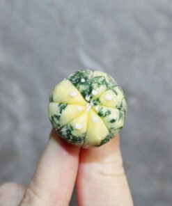 Astrophytum asterias variegated