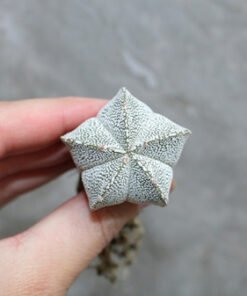 Astrophytum Myriostigma 'ONZUKA' Seedling No.1