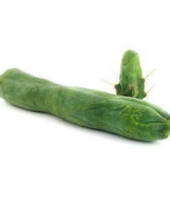 Bolivian Torch 'Monstrose' (Penis Plant)