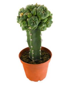 GRAFTED PEYOTE (LOPHOPHORA WILLIAMSII)