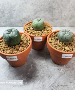 Lophophora collectors bundle 2.5-3.5cm (Peyote)