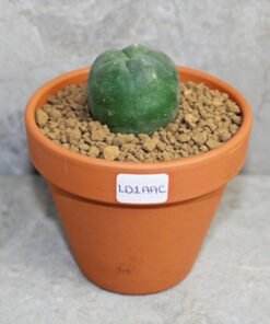 Lophophora diffusa 2-3cm (Peyote)