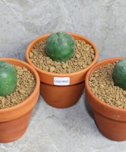 Lophophora diffusa 2-3cm (Peyote) Bundle of 3