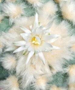 Lophophora Diffusa cv Koike