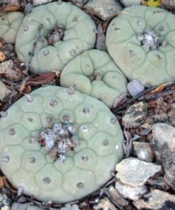 Lophophora Diffusa MMR 93 Mexicó : Queretaro variety Vizarron