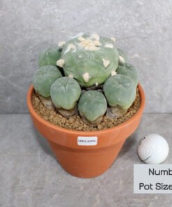 Lophophora diffusa v Koike Cluster (Peyote)