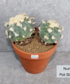 Lophophora diffusa v Koike (Double-head Peyote)
