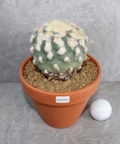 Lophophora diffusa v Koike (Peyote)