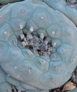 Lophophora Diffusa var. La Florida