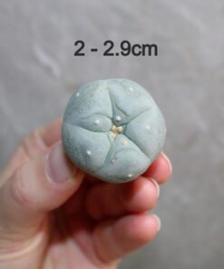 Lophophora fricii v. Super White 2-2.9cm (Peyote)