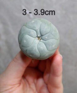 Lophophora fricii v. Super White 3.0-3.9cm (Peyote)