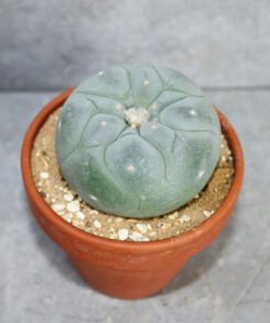 Lophophora fricii v. Yatagai 6.0-6.5cm (Peyote)