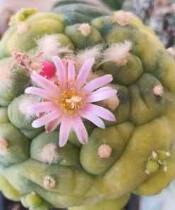 Lophophora Fricii variety Yatagai