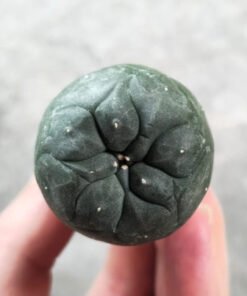 Lophophora koehresii 2.5-3.5cm (Peyote)
