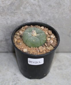 Lophophora williamsii 2-3cm (Peyote)