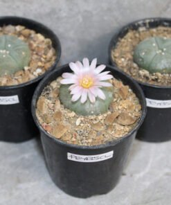 Lophophora williamsii bundle 2-3cm (Peyote)