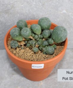 Lophophora williamsii Caespitosa - 12cm Pot Size (Peyote)