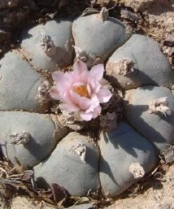 Lophophora Williamsii variety Coahuila Hipolito Mountain Form