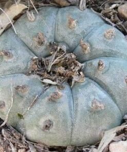 Lophophora Williamsii variety Durango