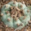 Lophophora Williamsii variety El Tecolote