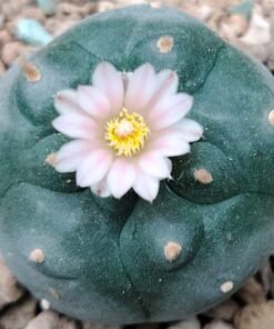 Lophophora Williamsii variety Mina Nuevo Leon