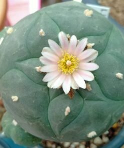 Lophophora Williamsii variety Ogata