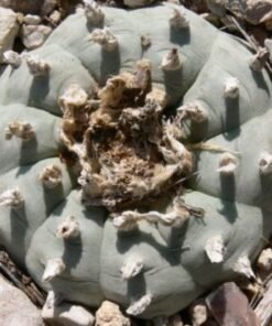 Lophophora Williamsii variety Texas Presidio County VZD 338 Chaffin