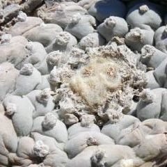 L.W Coahuila Klein variety Sierra Paila