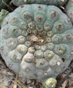 L.W Texas variety Webb county