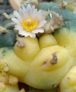 L.W Variegata mix