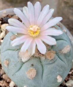 L.W variety Camargo Chihuahua