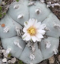 L.W variety Charco Blanco S.L.P