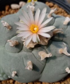 L.W variety Pentagona