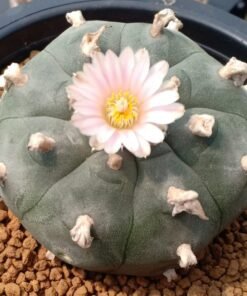L.W Variety Pluricostata Croizat
