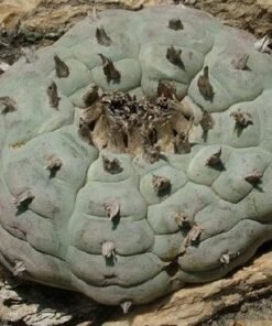 L.W variety Rinconada Nuevo Leon