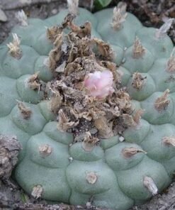 L.W variety San Antonio de Castillo Nuevo Leon