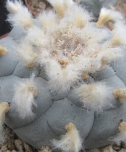 L.W variety Wirikuta San Luis Potosí