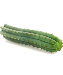 Peruvian Torch (Echinopsis peruviana)