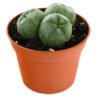 PEYOTE CACTUS 3-CLUSTER (LOPHOPHORA WILLIAMSII)