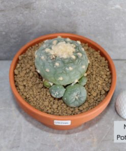 Peyote - Lophophora fricii Hybrid