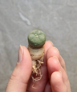 Peyote Seedling (Lophophora Williamsii)