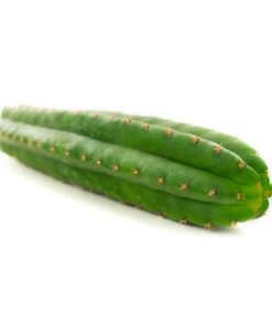 San Pedro (Echinopsis pachanoi)