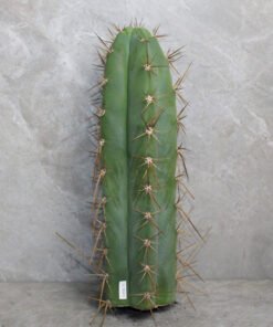 Trichocereus Cuzcoensis Cutting (25-30cm)