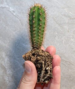 Trichocereus Pachanoi Seedling (AKA San Pedro)