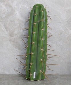 Trichocereus Peruvianus Cutting (25-30cm)