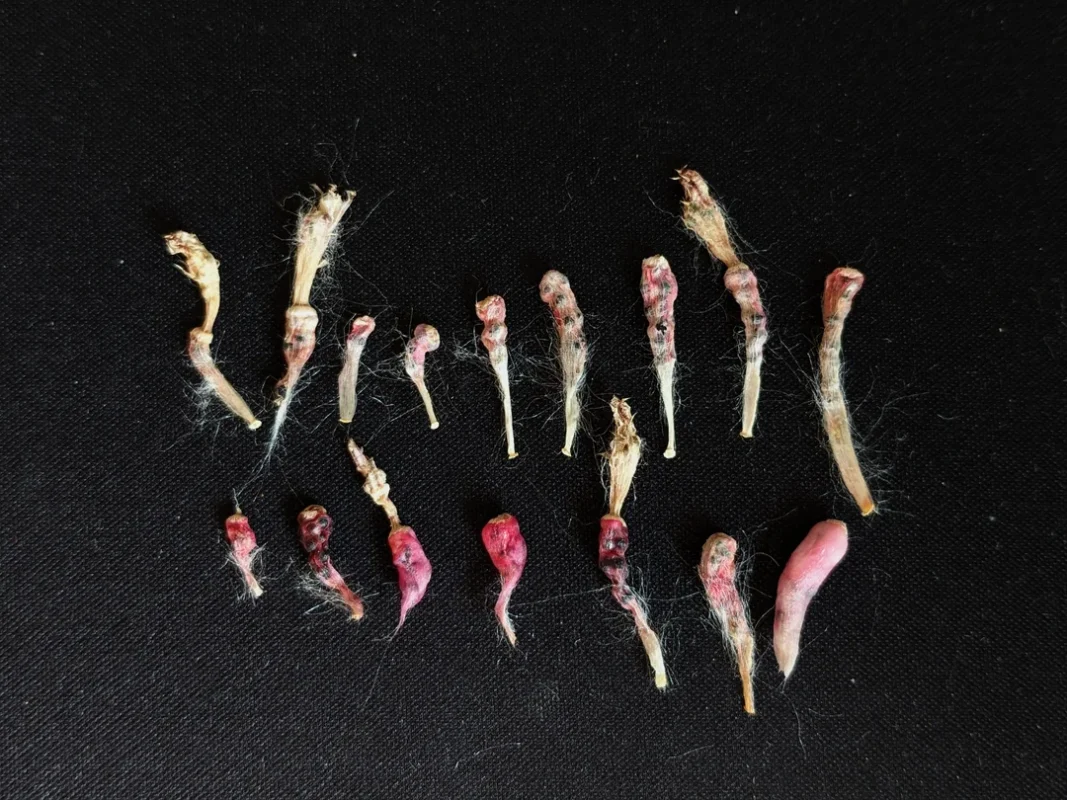 are lophophora williamsii seeds illegal