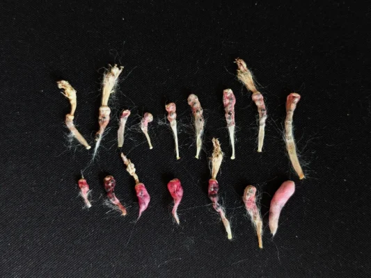 are lophophora williamsii seeds illegal