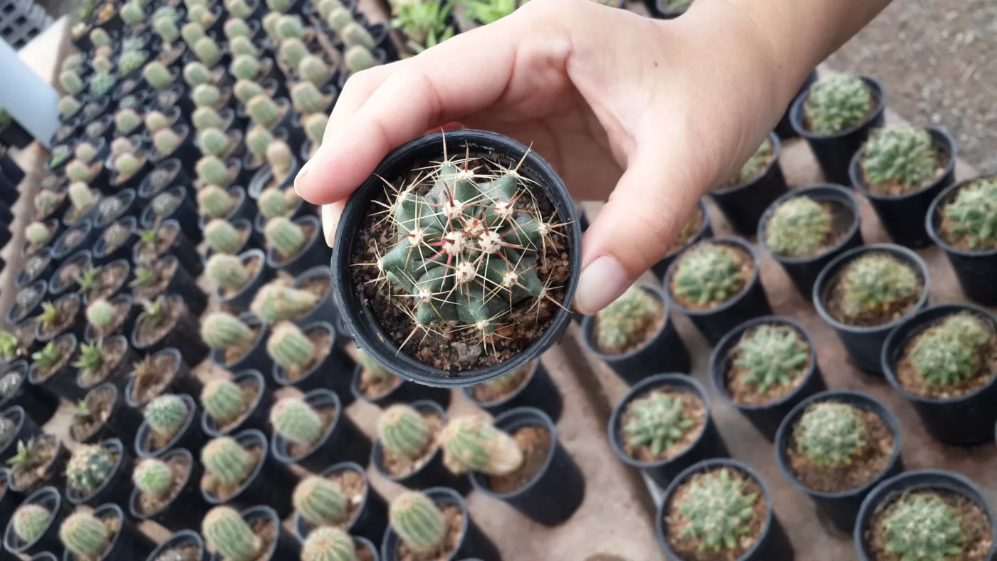 San Pedro Cactus Seeds